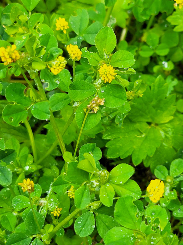 flora & fauna in Silz, Tirol